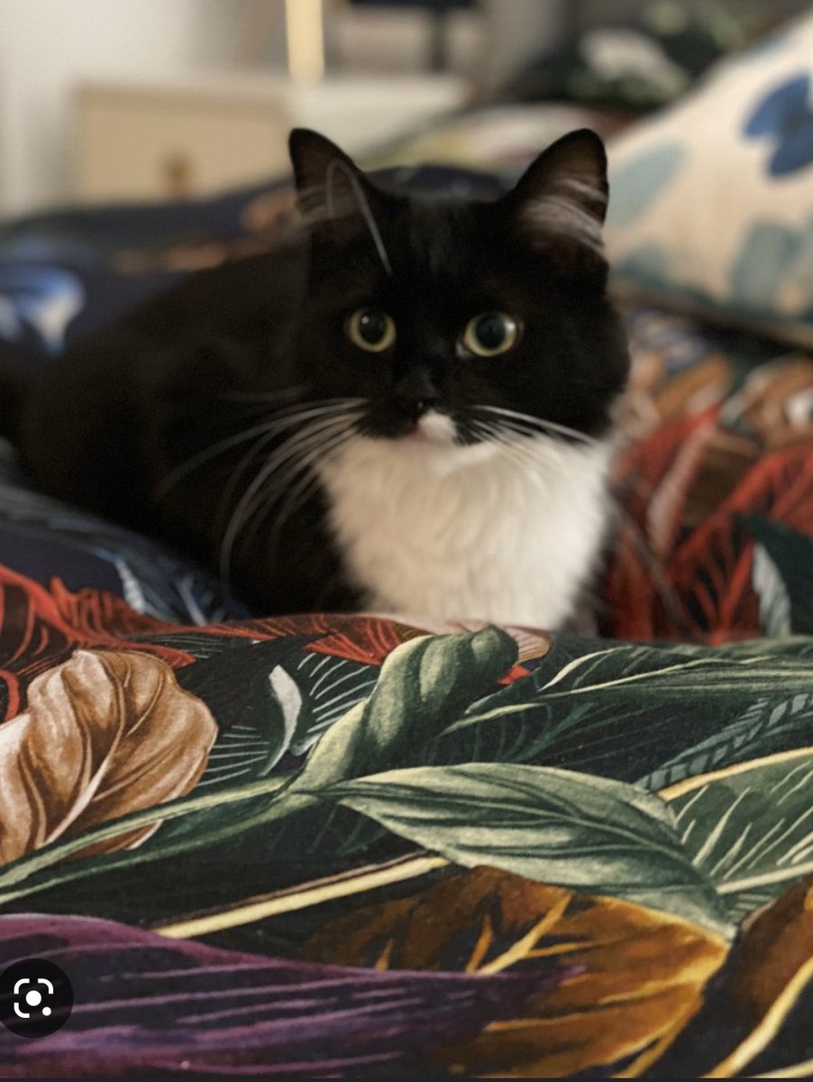 Scott major tweet media