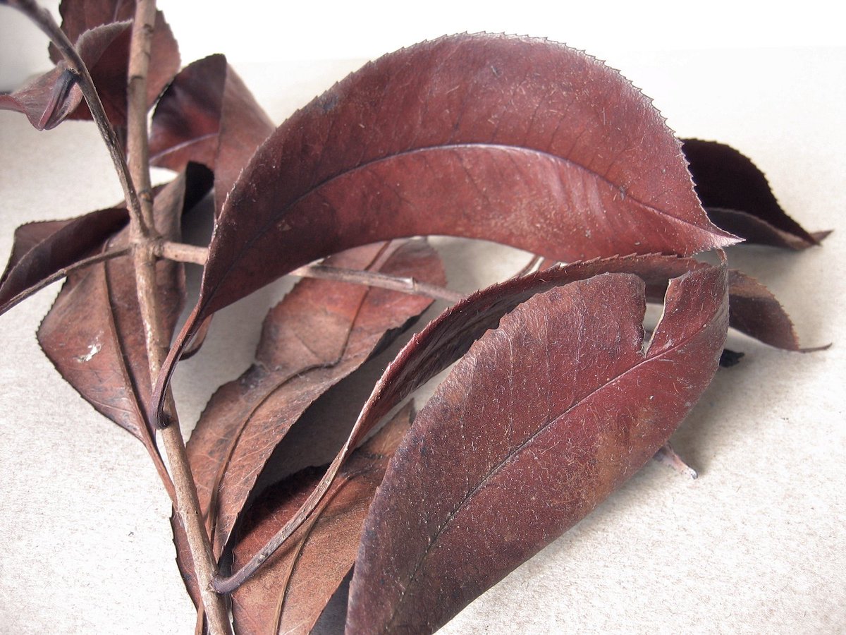 Brown Leaves, 2018 [Leaf Photo Series]. 

These leaves came from a bush that was pruned by my husband in the autumn of 2018. They dried naturally to an attractive rich shade of mahogany brown and will surely appear in a painting in one form or another.

#NickyScholnickLeafPhotos