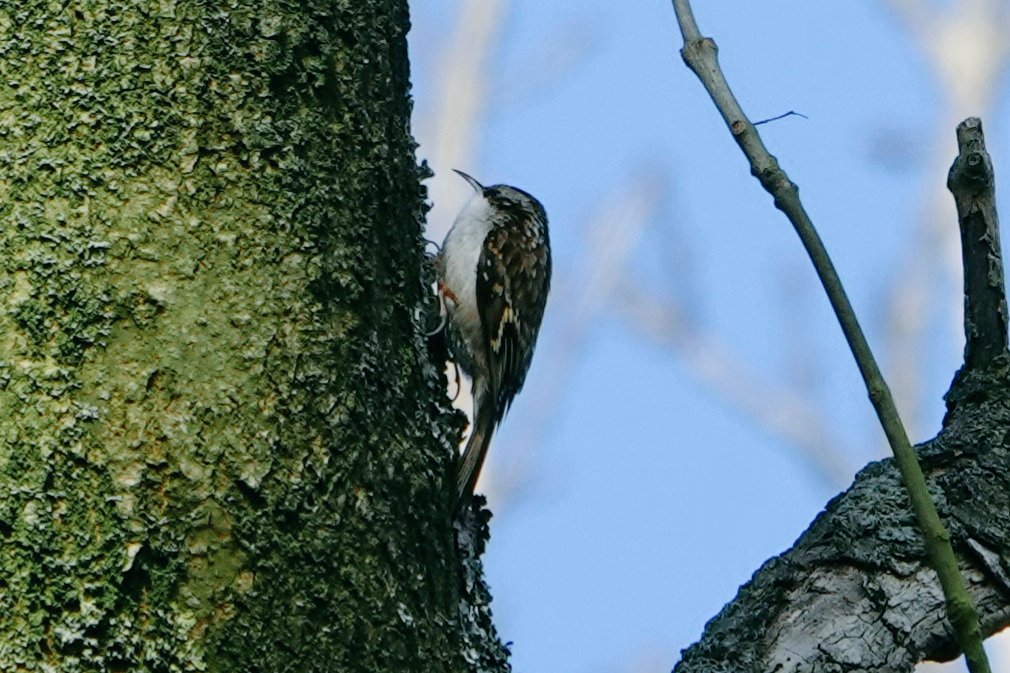 Long-tailed tit & Tree creeper.
Althorp Estate.
Conservation@althorp.com  #wildbirds #woodland