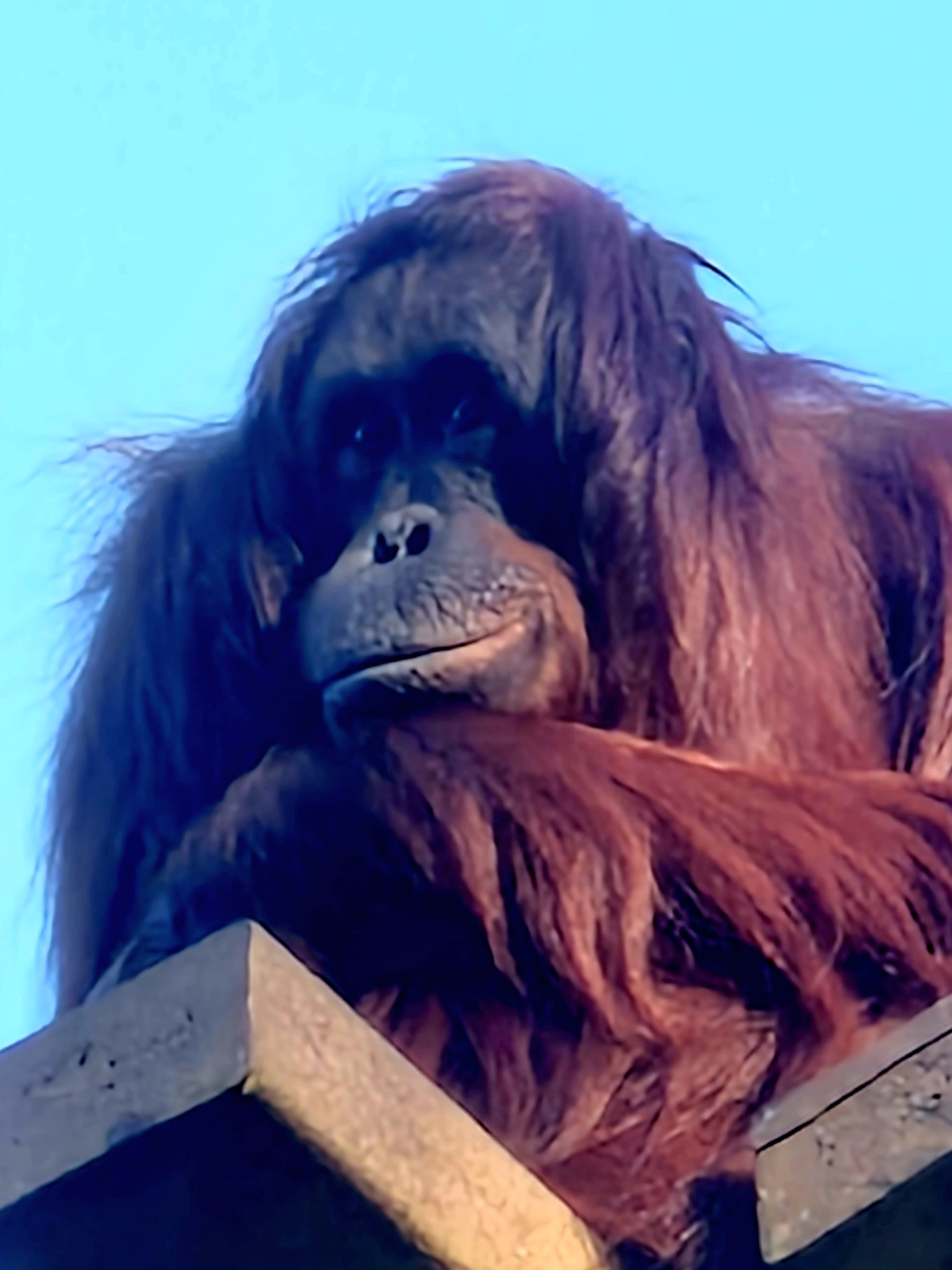 Monkey World Dorset on X