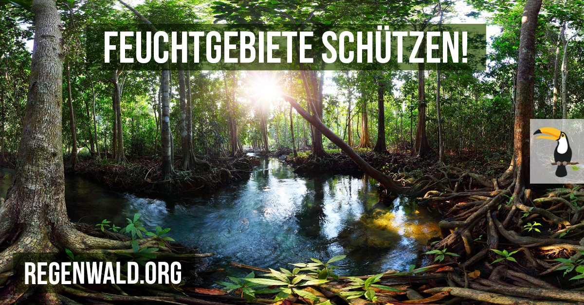 Morgen ist #WorldWetlandsDay: #Mangroven, Moore, #Torfwälder – sie sind wahre Schätze der #Artenvielfalt, riesige Kohlenstoffspeicher und für den Kampf gegen die #Klimakrise unverzichtbar. Wir müssen #Feuchtgebiete schützen! Mehr erfahrt ihr hier:
regenwald.org/regenwaldrepor…