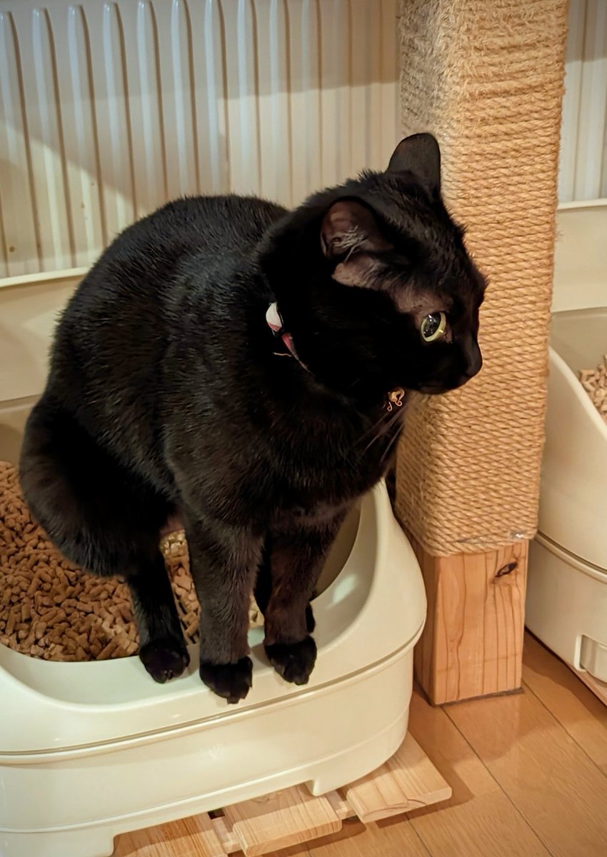 HyperBIB's tweet photo. #猫のうんこ顔選手権 https://t.co/wnQKvliozx