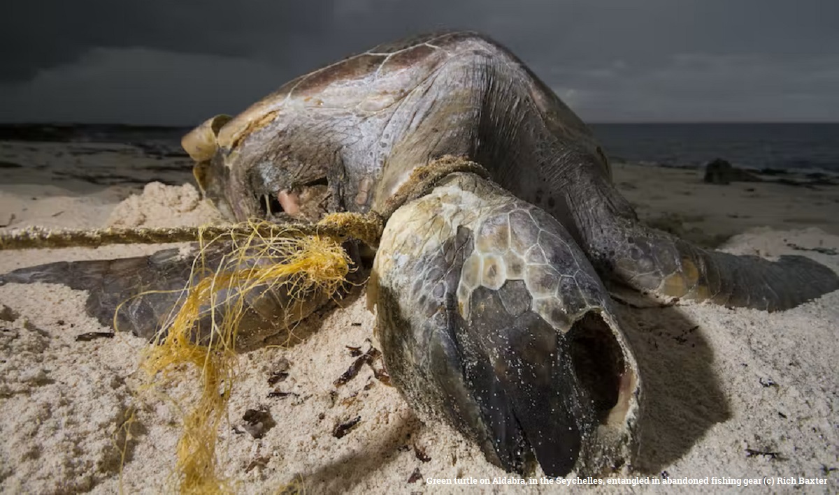 The #Seychelles is becoming overwhelmed by marine #plastic #pollution and we now know where it comes from - mostly Indonesia, India, Sri Lanka &amp; the Philippines

ow.ly/PcLZ50MGwuo