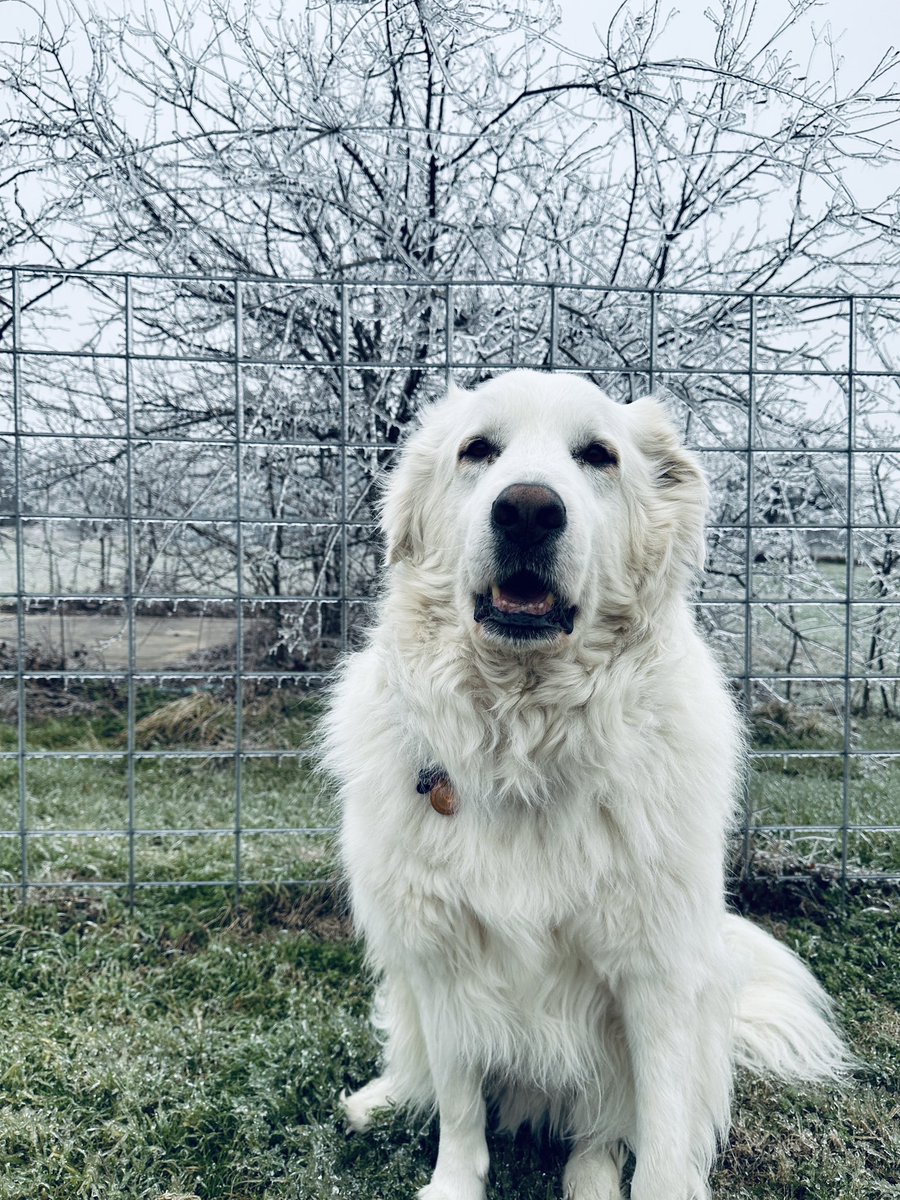 Ollie is loving the cold weather in Wills Point, TX!  #iamup <a href="/wfaa/">WFAA</a>