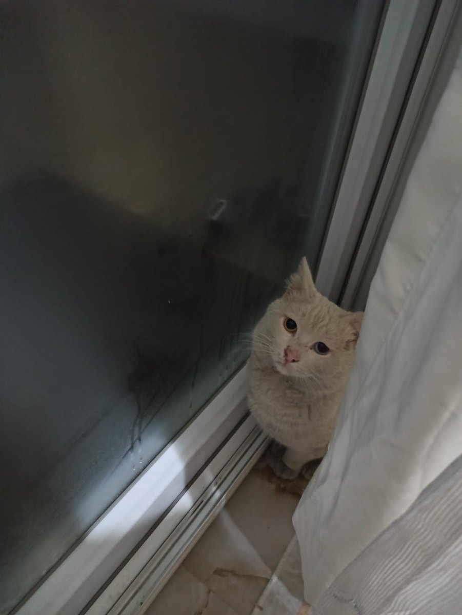 Kirliyi kimse istemedi.. Havalar çok soğudu ve kar yağıyor. Yemek yemek için eve geliyor böyle bakıyor bize. Ben ona bugünde sokağa dönmek zorundasın demek istemiyorum bu bakışlarını değiştirelim nolur. 4 5 yaşlarında erkek Van kedisi. Ankara ve çevre illerde yuva arıyorum