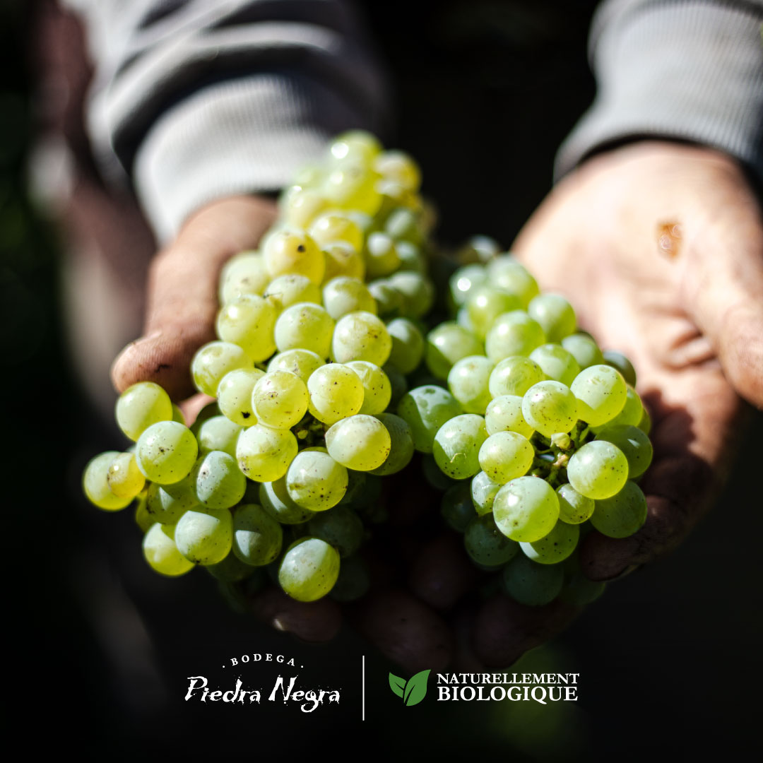 Hoy rendimos homenaje a los hombres y mujeres que son el alma detrás de cada vino, los trabajadores vinícolas.

¡Gracias por poner lo mejor de sí en está noble labor! ¡Les 
deseamos un hermoso día!

#PiedraNegra #Vino #Mendoza #Bodega #Lurton
