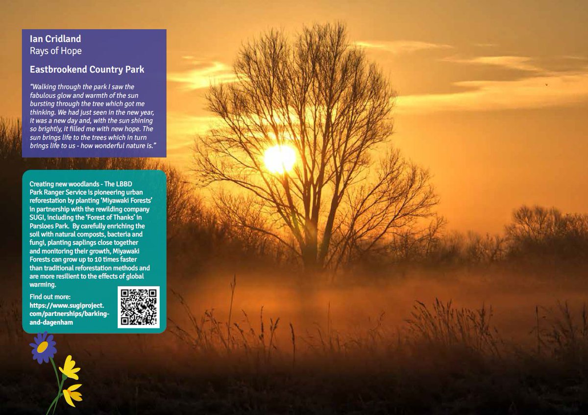 Happy 1st February! Please enjoy this month's #WildFreeLBBD Calendar photo 'Rays of Hope' by Ian Cridland. We think it's gorgeous.😍 Learn more about @lbbdcouncil & @sugiproject 's Miyawaki tree-planting projects in the borough here: sugiproject.com/partnerships/b… 🌱🌿🌳