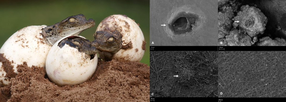 inarvaezp's tweet image. "The structure of the #eggshell and eggshell membranes of #Crocodylus niloticus", new paper published in @JofMicroscopy by A.V. Lensink et al.

onlinelibrary.wiley.com/doi/10.1111/jm…
#crocodile #microscopy #egg #microstructure