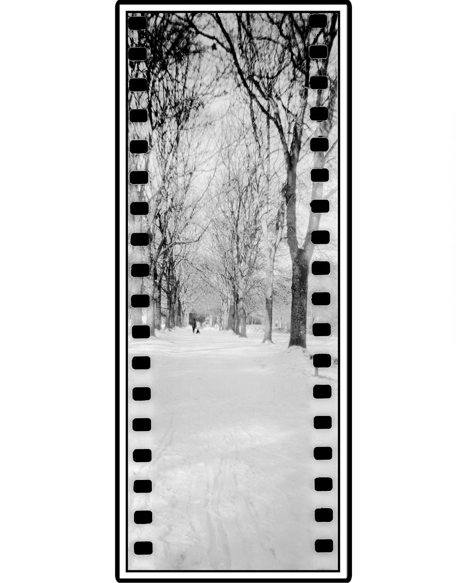 ✏️ “Walsall Arboretum Walkway". (Taken on a 73-year-old film camera). My first venture into the #frugalfilmproject - Jan 23, "My Hometown"

🌍 Walsall 🏴󠁧󠁢󠁥󠁮󠁧󠁿

🗓 18/01/2023
(Please click to view the full image)
#walsallarboretum #filmsnotdead #sprocketholes #blackandwhitephoto #foma