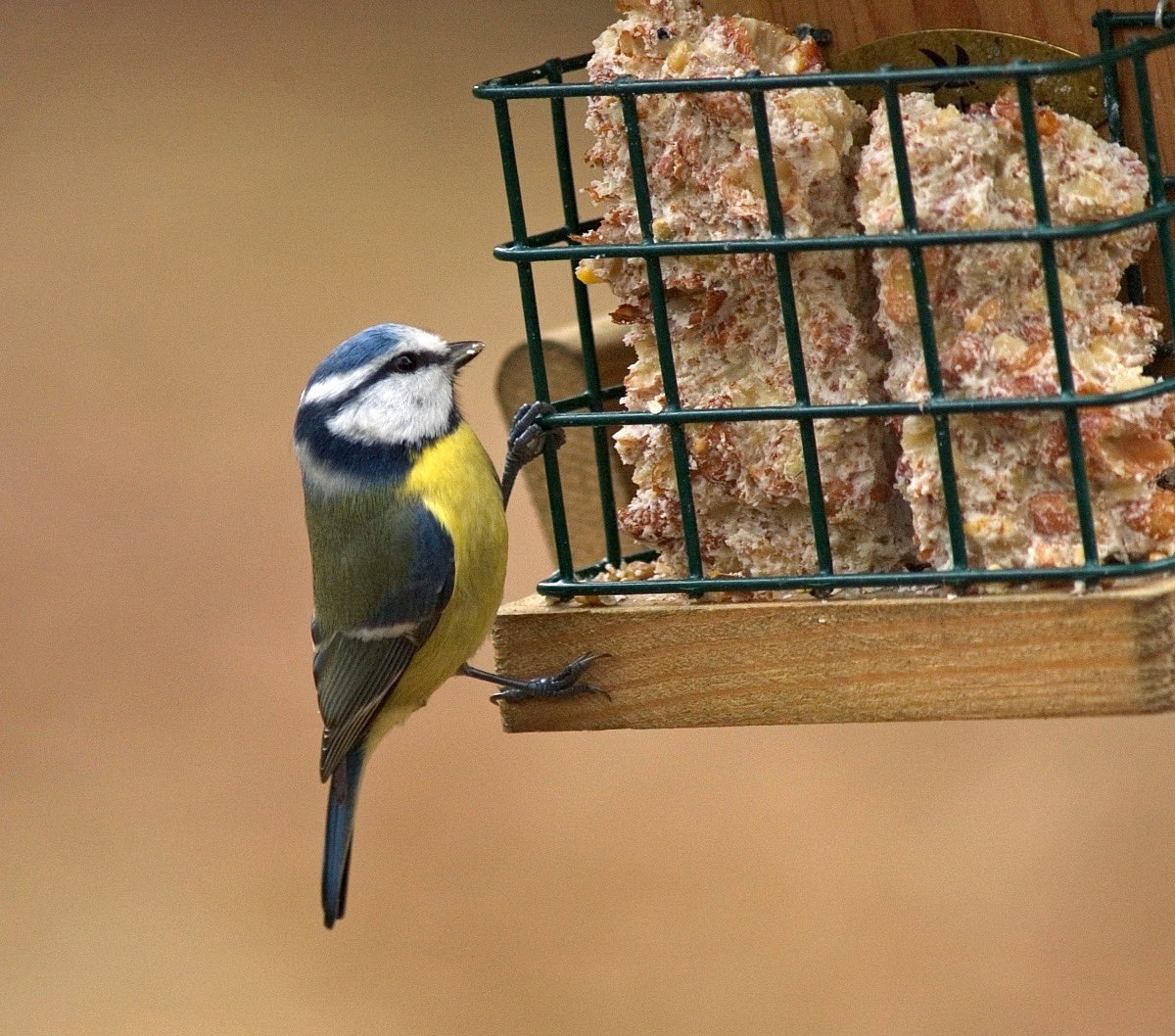 AgamiPhoto's tweet photo. The top 3 of the Dutch #gardenwatch organised by #vogelbescherming

1. House Sparrow
2. Great Tit
3. Blue Tit

In total over 2 million birds counted.
https://t.co/6X6fMvYQ3h

Want to see more birds? Use a book like #vogelsvannederland and have fun outside! https://t.co/4rSVvGTYtH https://t.co/rhsWDbOsNC