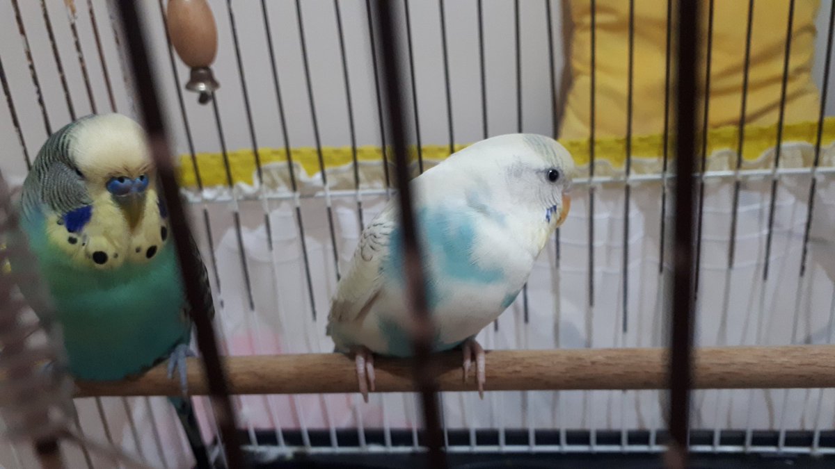 AltayyyGamze's tweet photo. Bugün gittim oğluma kız baktım beğendim, sonra anlaşacaklar mı diye bekledim anlaştılar aldım geldim hanemize hoşgeldin gelinim oğlumla çok iyi anlaş tamam mi😍😂 https://t.co/bdxta3zETO