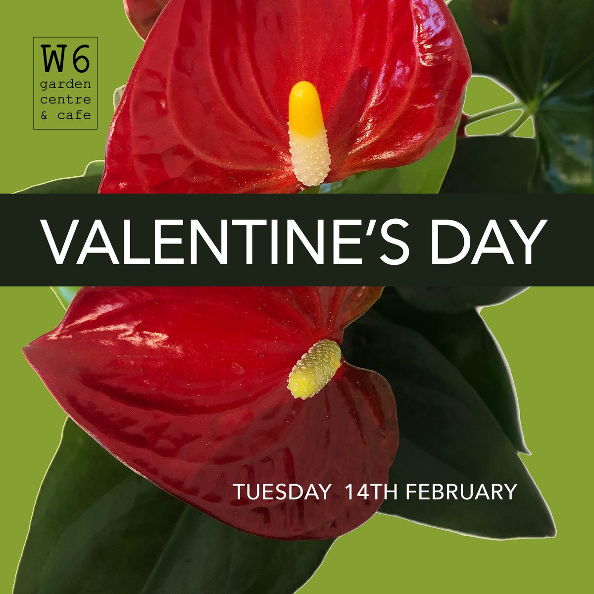 February is here &amp; #Valentine's is near!  Shop our beautiful selection of gift ideas, especially for #plantlovers with our collection of wonderful houseplants &amp; outdoor plants too. Long-lasting, plants make the perfect gift for a well-deserving special someone in your life! ❤️