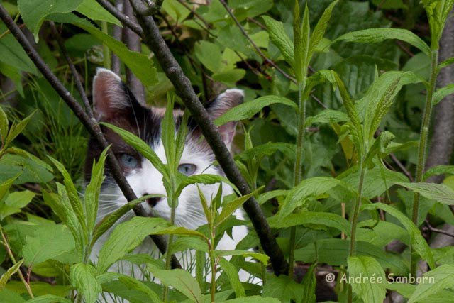 meeyauw's tweet image. My beloved  🌈Buddy.
#YukiPicThemes
#grassfields