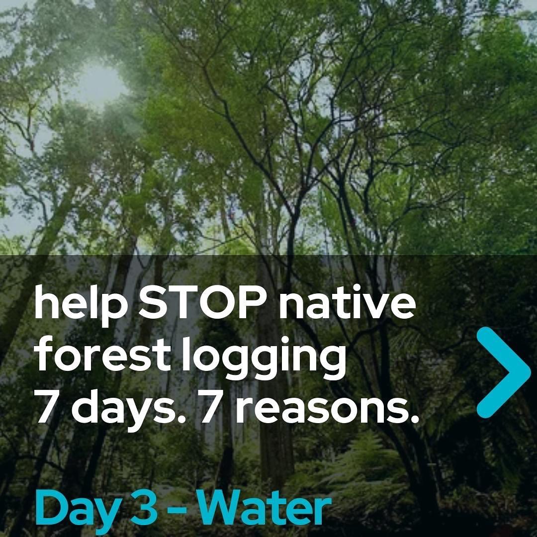 Sophie__Torney's tweet image. Day 3, reason 3.

Logging native forests not only uses the equivalent water for a quarter of a million people, it also destroys natural filtration that contributes to Victoria&apos;s pristine water. 

#SpringSt #Auspol #stopnativelogging