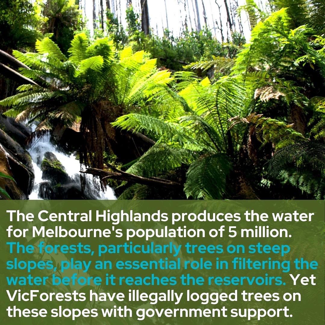 Sophie__Torney's tweet image. Day 3, reason 3.

Logging native forests not only uses the equivalent water for a quarter of a million people, it also destroys natural filtration that contributes to Victoria&apos;s pristine water. 

#SpringSt #Auspol #stopnativelogging