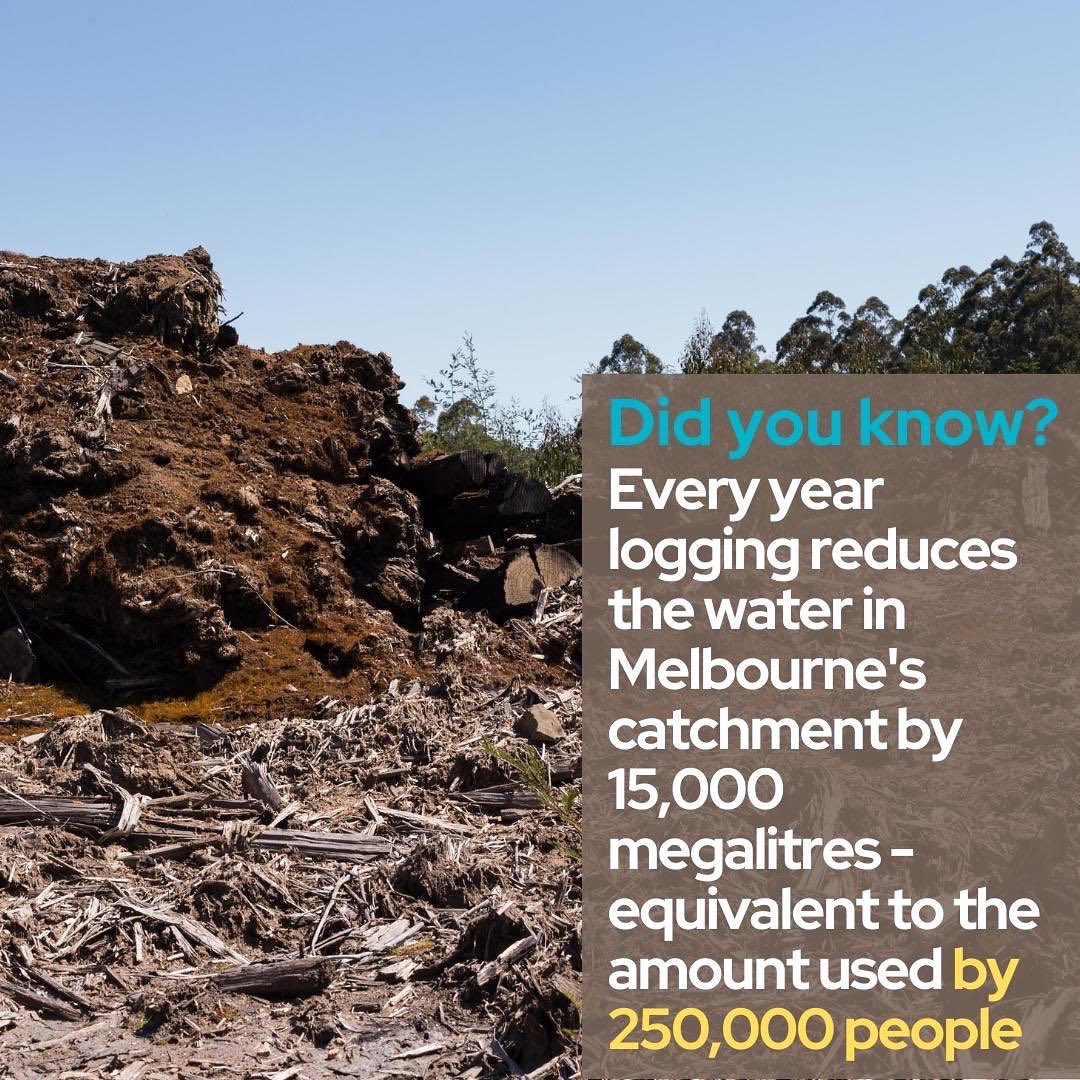 Sophie__Torney's tweet image. Day 3, reason 3.

Logging native forests not only uses the equivalent water for a quarter of a million people, it also destroys natural filtration that contributes to Victoria&apos;s pristine water. 

#SpringSt #Auspol #stopnativelogging