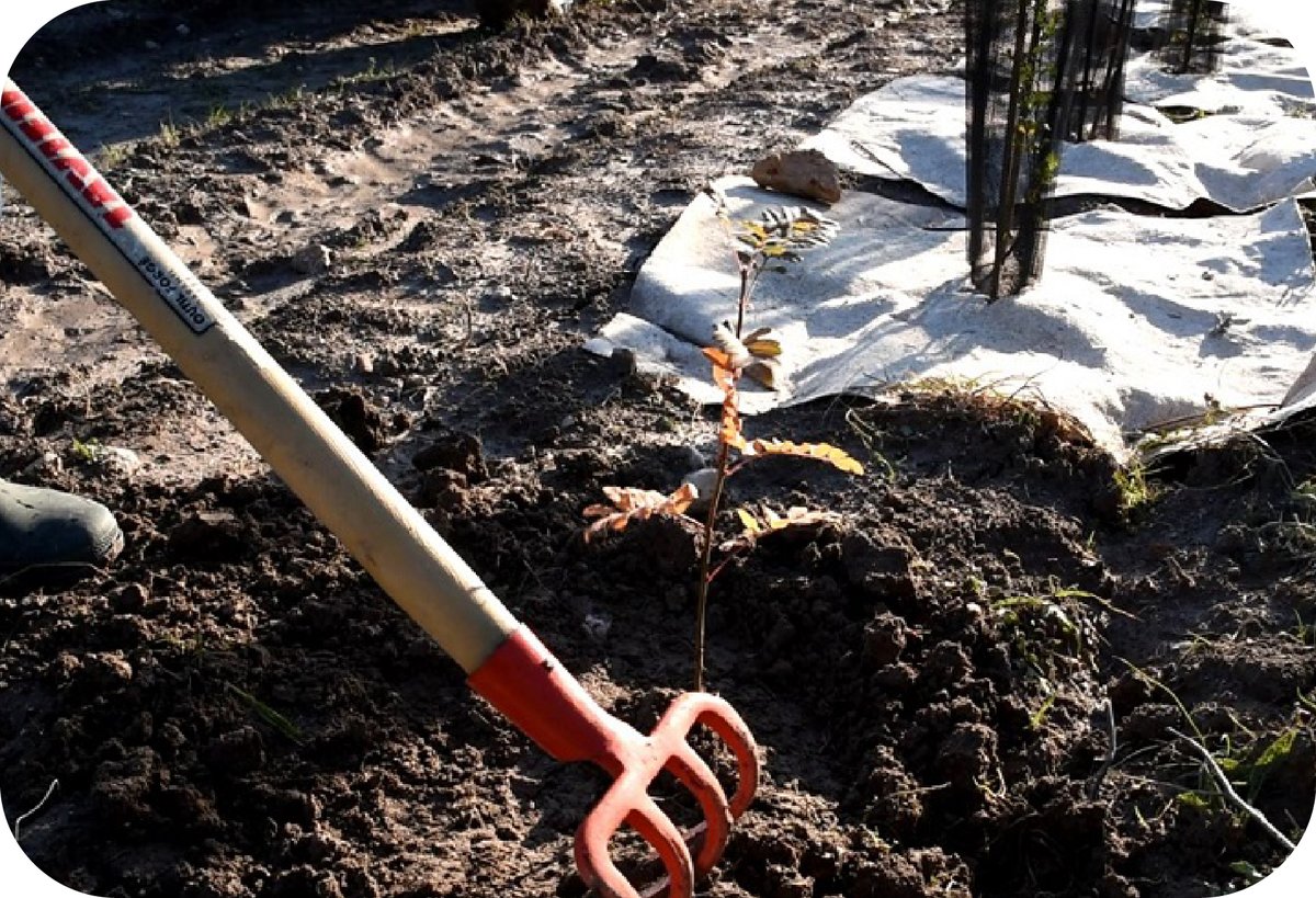 MyTreeFrance's tweet photo. Une nouvelle haie en Provence !🌱
En agriculture biologique depuis 6 ans, Thierry Serens vient d’achever la plantation de 5 haies pour reconstituer un corridor écologique autour de son vignoble et d’une parcelle céréalière.🌾 🍇

Vidéo 👉  https://t.co/KmSojrwZ2x https://t.co/SenurUBPPC