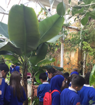 BlowersGreenPri's tweet photo. Year 5 had a fantastic time @BhamBotanicalGd exploring the biomes to enhance their geography skills and understanding. ๐ต๐ด๐ชด ๐บ๏ธ
#learningthatinspires #wearegeographers https://t.co/D5FuZEqHYc