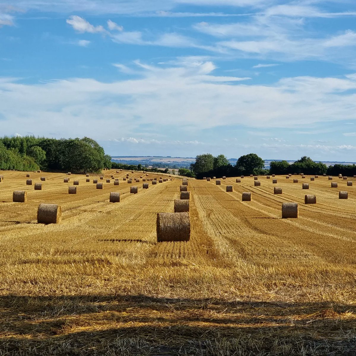 Thomas Shacklady tweet media