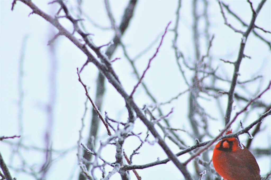 Puresimplewhole's tweet photo. 🐦❄️❤ #cardinal #cardinalsofinstagram #birds #BirdsOfTwitter #birdphotography #winter #snow #wildlifephotography #naturephotography https://t.co/RH5wgQr5np