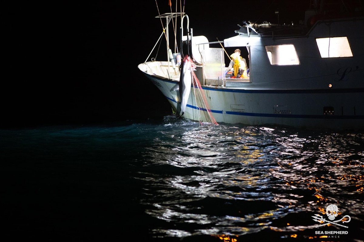 SeaShepherdFran tweet picture
