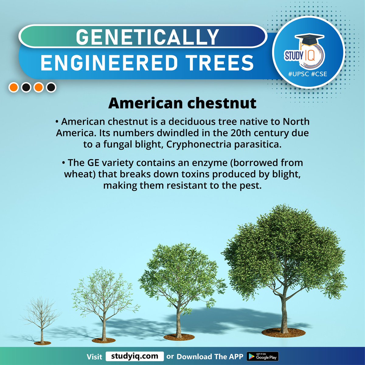 Genetically Engineered Trees

#geneticallyengineeredtrees #engineeredtrees #unitedstates #ge #americanchestnuttree #us #geversion #geforest #treespecies #forests #china #commercialplantations #geinsect #poplartrees #canada #germany #india #rubbertrees #northamerica #fungalblight