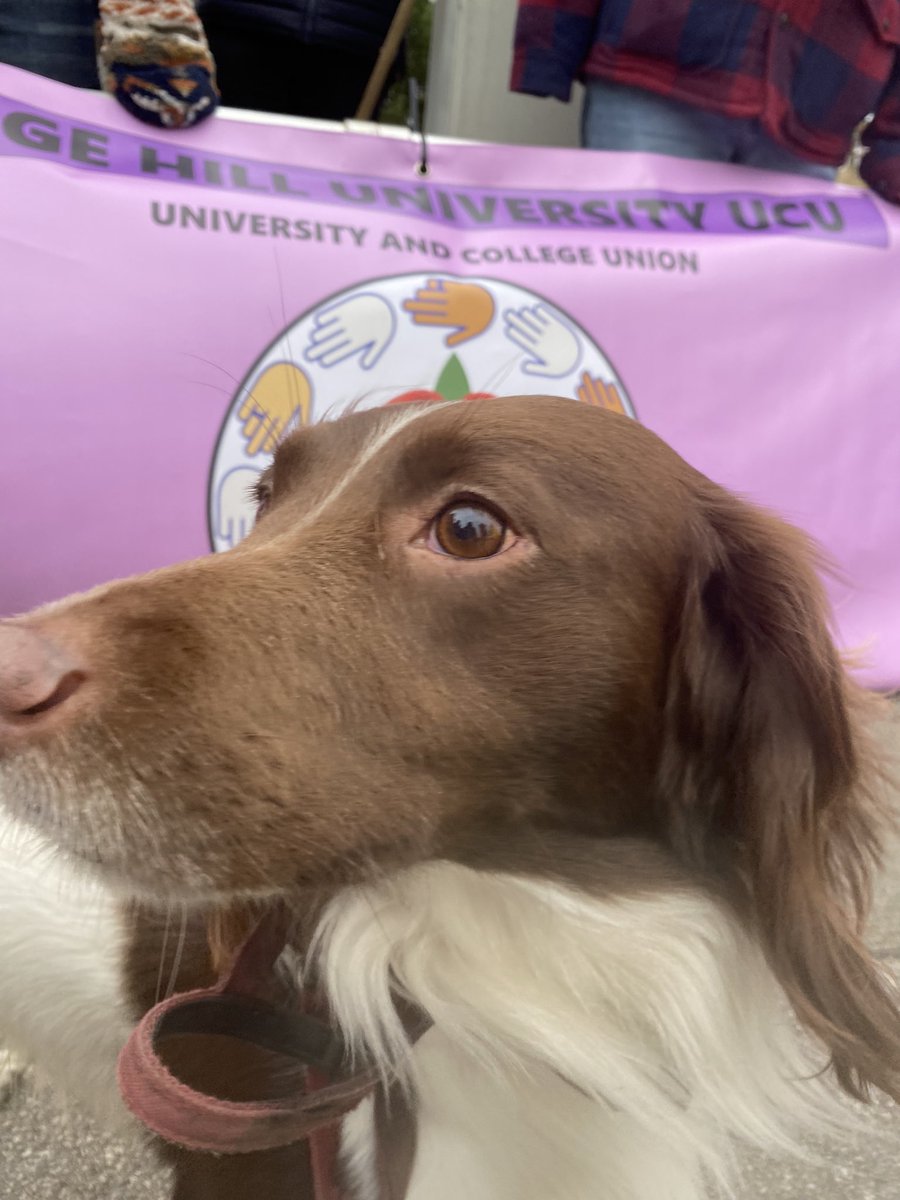 PCETherapy's tweet image. 💛 🐾🐾 Good lad! 🐾🐾💛 
Harper is back on the picket line. Day 1 of the next phase of 18 days of planned UCU strikes - we’re standing up for fairer pay and much better working conditions ✊ #SolidaritySpaniel #ucuRISING 
@EhuUcu @ucu @DrJoGrady @dogsonpickets @solidaritydogs