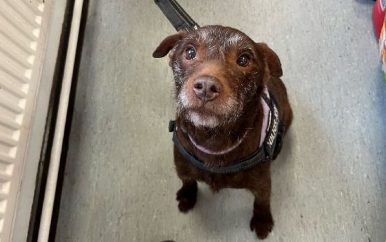 AdoptionsUk's tweet photo. Please retweet to help Rusty find a home #AYRSHIRE #SCOTLAND #UK 

Affectionate Patterdale Terrier aged 10-12. He's looking for an adult home as the only pet. 
He has a heart murmur, please contact the shelter for info ❤️🍀

DETAILS or APPLY👇
https://t.co/WR93ngTGJl
#dogs #pets https://t.co/0U6thFV677