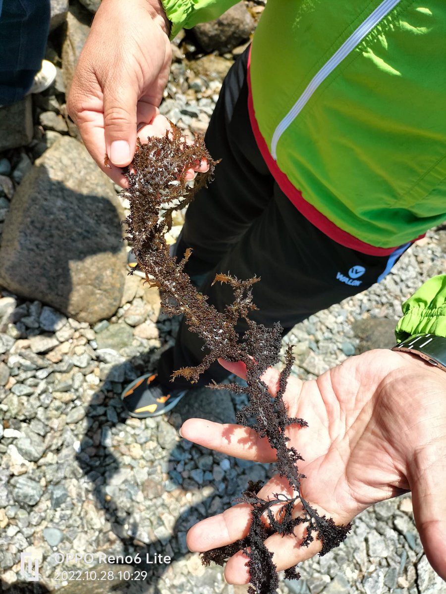 @funnyfishes @BiologyUBC @UBCBotany Sporophytes from Chondracanthus chamissoi