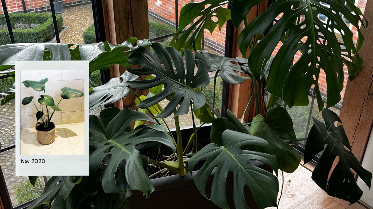 I love my Monstera plant. Rather than growing it vertically, I have let it spread out horizontally in a lechuza.co.uk self-watering planter. I love the self-watering planters as I am hopeless at remembering to water, and the Monstera is obviously very happy in it.
