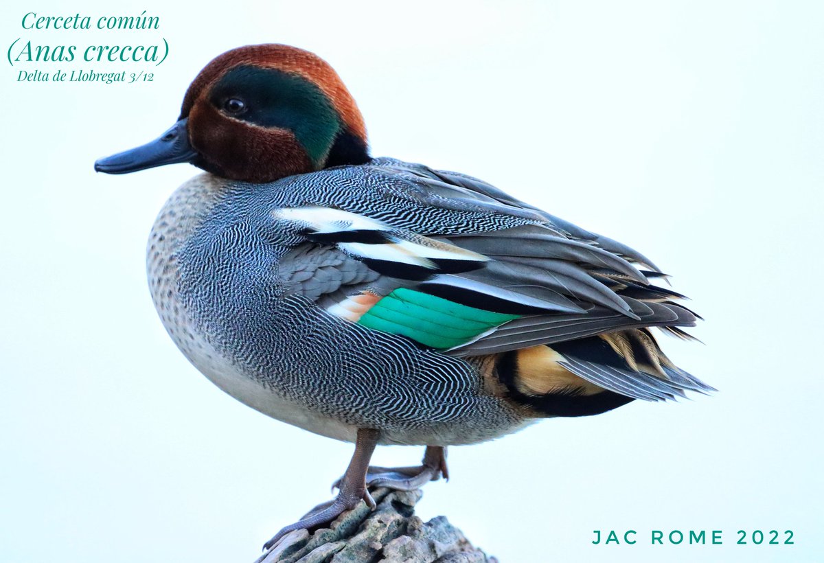 jac_rome's tweet photo. Belleza de pato. https://t.co/n3nr3IDFrA