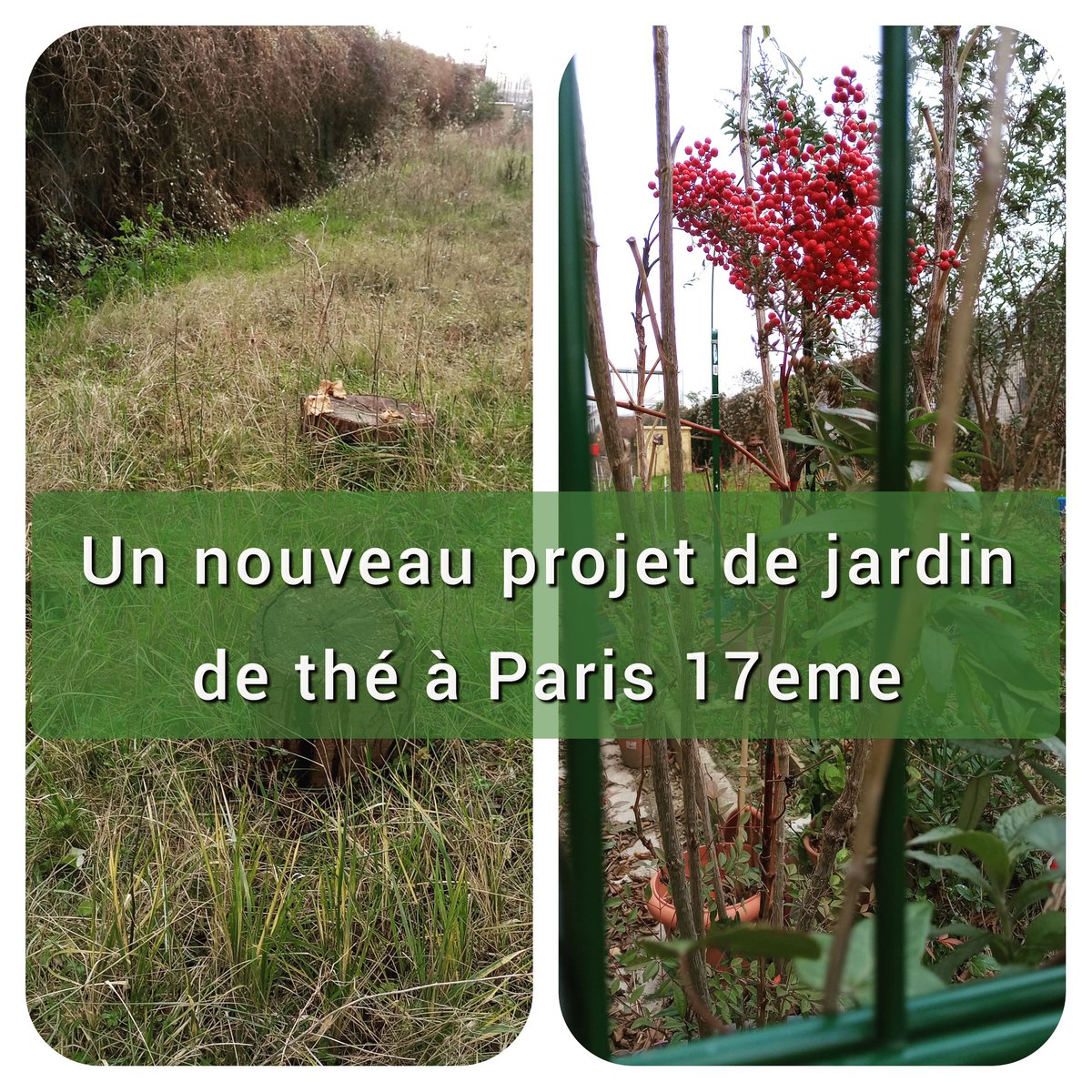messagegaelle's tweet photo. L’agriculture  urbaine répond à de nombreuses préoccupations :
* améliorer la qualité de l’air
* favoriser une conscience environnementale
* végétaliser des espaces vert « abandonnés » 
* produire des aliments à petite échelle 
 Découvrez  https://t.co/DDCy1P4oxn https://t.co/mICPhex8M4