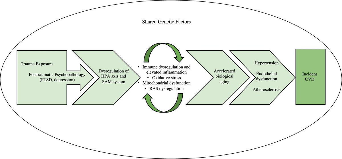 Agingdoc⭐David Barzilai🔔MD PhD MS MBA DipABLM🩺 (@agingdoc1) on Twitter photo Psychological and biological mechanisms linking trauma with cardiovascular disease risk
<a href="/SumnerStressLab/">Sumner Stress Lab</a>, ShilohKCleve, Tiffany Chen, & <a href="/jaimiegradus/">Jaimie Gradus</a>
nature.com/articles/s4139…
<a href="/Transl_Psych/">TranslationalPsychiatry</a> <a href="/Nature/">nature</a> <a href="/springerpub/">Springer Publishing</a> Psychological and biological mechanisms linking trauma with cardiovascular disease risk
<a href="/SumnerStressLab/">Sumner Stress Lab</a>, ShilohKCleve, Tiffany Chen, & <a href="/jaimiegradus/">Jaimie Gradus</a>
nature.com/articles/s4139…
<a href="/Transl_Psych/">TranslationalPsychiatry</a> <a href="/Nature/">nature</a> <a href="/springerpub/">Springer Publishing</a>