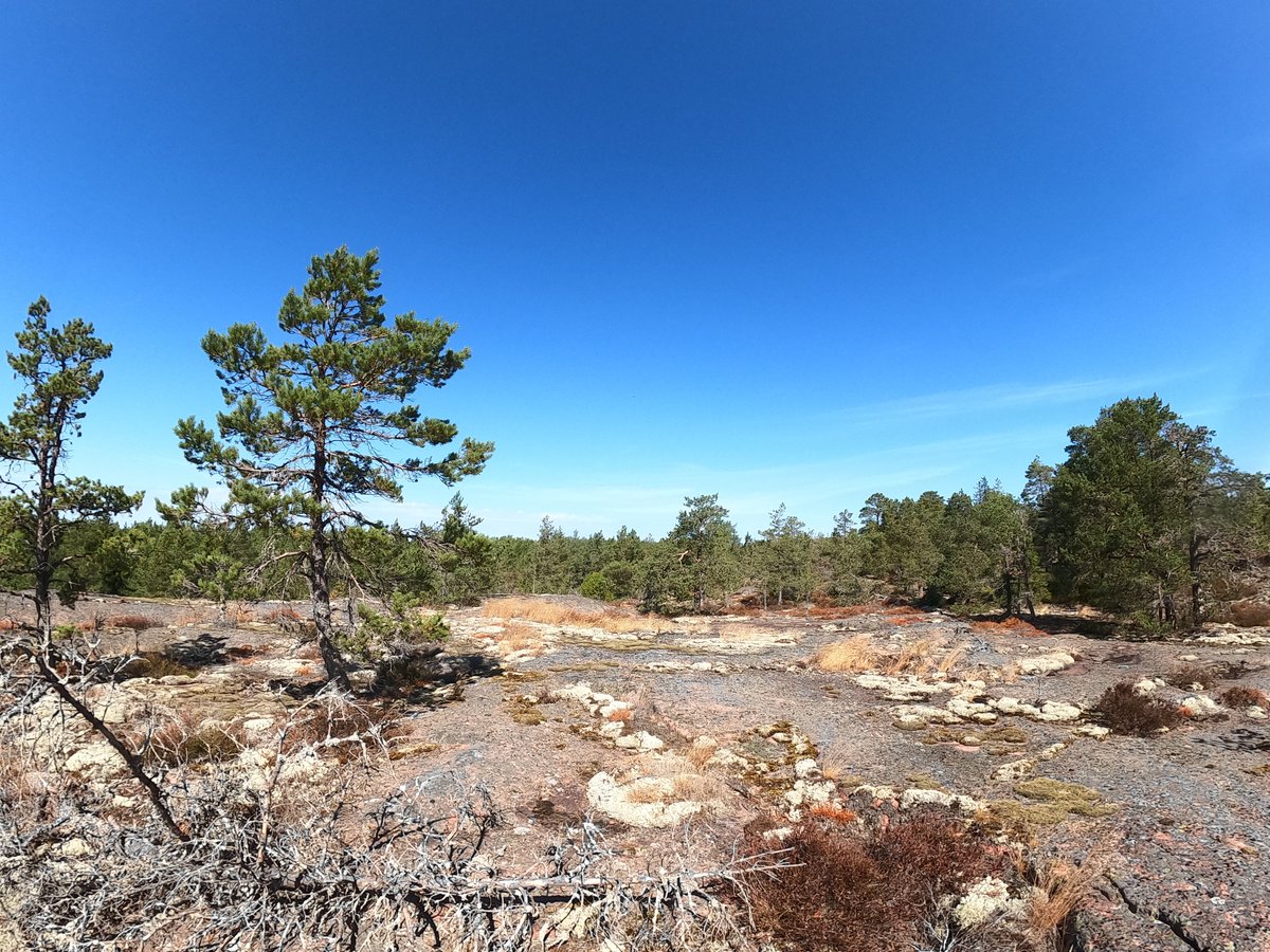 orientera_aland's tweet photo. Den 26 Mars är den första Ålandspremiären medeldistans någonsin 🥳 Välkommen! https://t.co/PL9tLjeZwY https://t.co/zHTyt10JMf