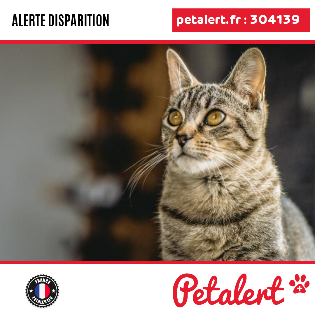 petalert_france's tweet photo. Disparu #Chat #CharenteMaritime #Arvert #Petalert #PetAlert17 / https://t.co/guVkRhiwCZ https://t.co/UovIun83Cy