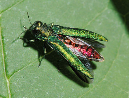 As of January 5th, 2023, the USDA reports that Emerald Ash Borer has been located in 36 states across the country. On today's 'Bite I talk about a chemical treatment, biological weapons and Ash tree alternatives. #ashtrees #emeraldashborer 
gardenbite.com/eab-2023-updat…