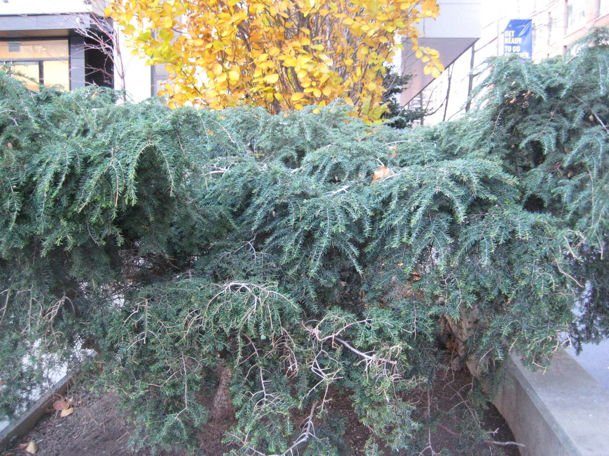 TreesNewYork's tweet photo. #ConiferSpecies usually have a variety of #cultivars with big differences in size, shape, and other characteristics. This is the species and a cultivar of #CanadianHemlock. One is growing as a tall #tree, and the other is growing as a small #shrub in a planter near our office. https://t.co/vdpgGdAE4i