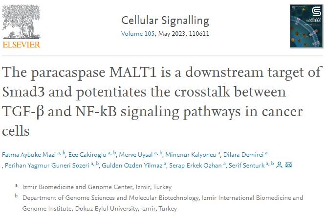 📎✍️👉 The paracaspase MALT1 is a downstream target of Smad3 and potentiates ... sciencedirect.com/science/articl…