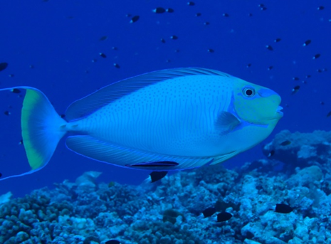 umrMARBEC's tweet photo. 🌊Le 03/02/2023 à 11h30, suivez le séminaire "Benefits and conservation paradox of Marine Reserves" donné par @NiLoiseau (@INEE_CNRS, MARBEC) du Labex #CeMEB
👉 https://t.co/PFLyfyUTGa https://t.co/SRx9Z8owPg