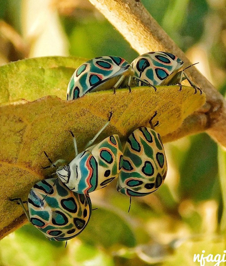 EvannoClaude's tweet photo. Njagi Linus
A family of picasso bugs in Kenya, Tharaka Nithi county.
#entomology #hemiptera #Scutelleridae #picassobug #Sphaerocorisannulus https://t.co/xGdo5Ahg32
