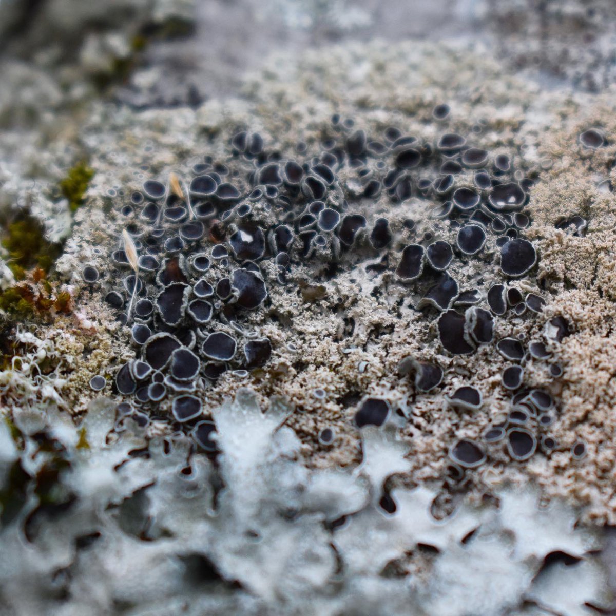 more than mushrooms tweet media