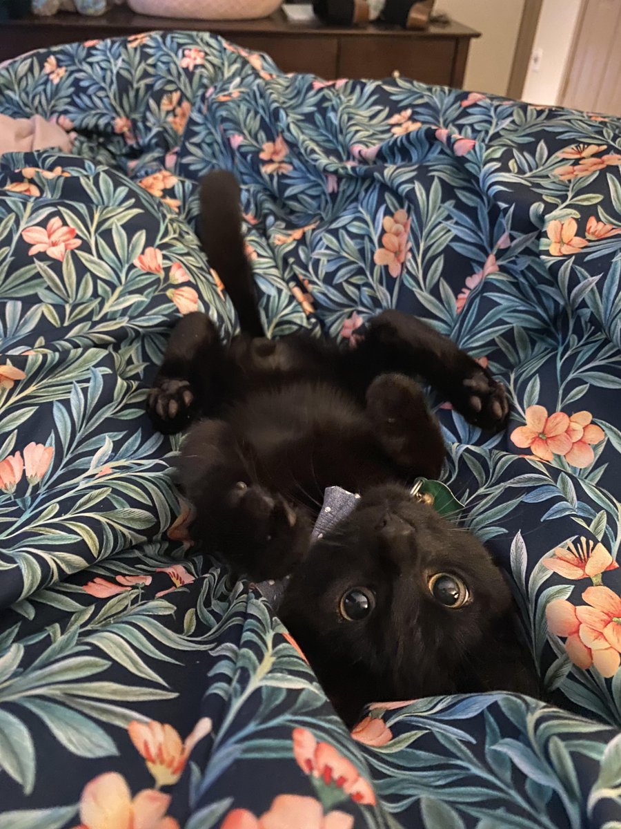 This is Boba.