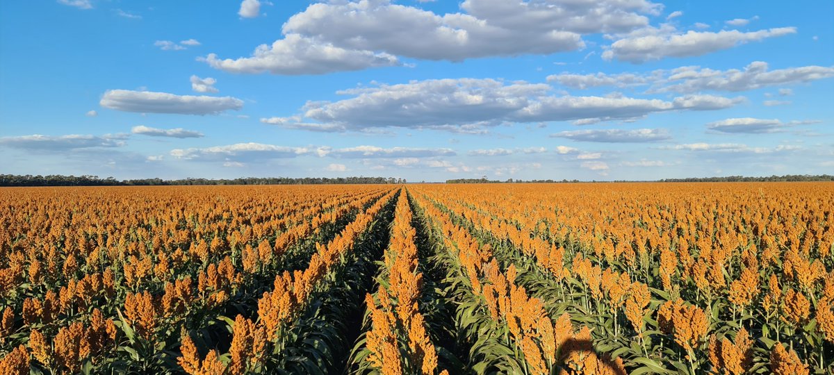 If you are interested in sorghum research it is time to submit your abstract for the global sorghum conference 21centurysorghum.org in Montpellier France June 5-9 2023 <a href="/21CentSorgh2023/">21centurysorghum 2023 Montpellier</a>