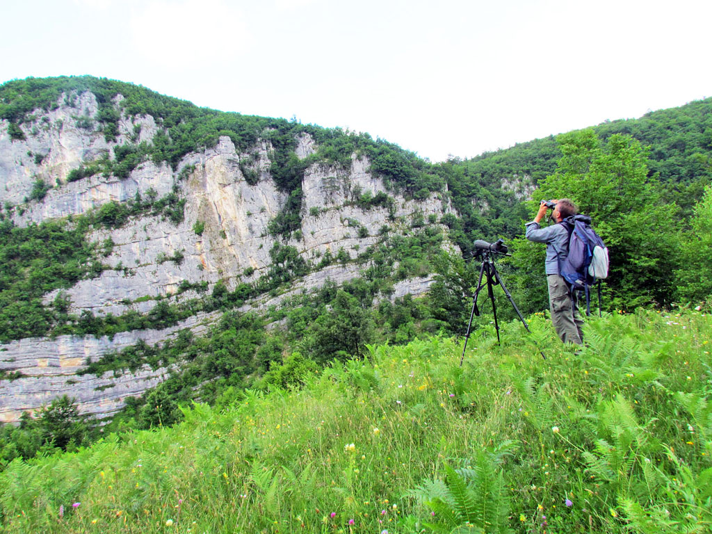 albicilla66's tweet photo. #GoBirding #GriffonVulture in the raspberries: We are heading to the 6 km long / 500 m deep #Trešnjica Gorge on a small tributary of the River #Drina originating on the slopes of #Povlen mtns 🇷🇸 #Serbia, 3hr SW of #Belgrade
➡️https://t.co/Q5DIBe3K51
📷@zzpsrbije https://t.co/Rh9nPy6eXW