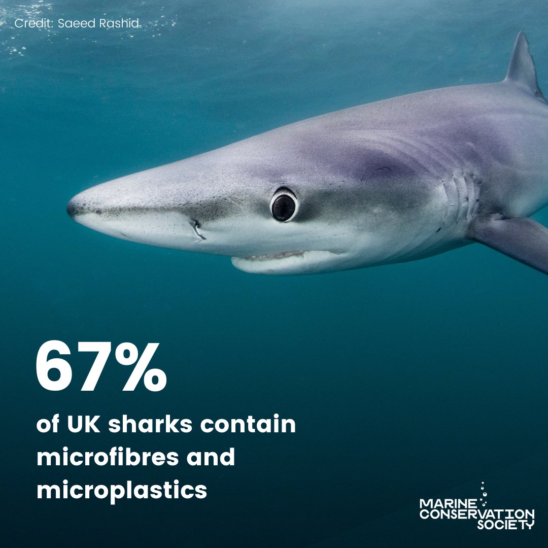 mcsuk's tweet photo. A study of UK sharks has found that 67% of those examined contained #microfibres from textiles and fishing lines &amp; nets 🦈

We're working to #StopOceanThreads from harming our marine wildlife and you can help!

Pledge your support here 👉 https://t.co/tTFLfqKFpJ https://t.co/N4bC60M3iV
