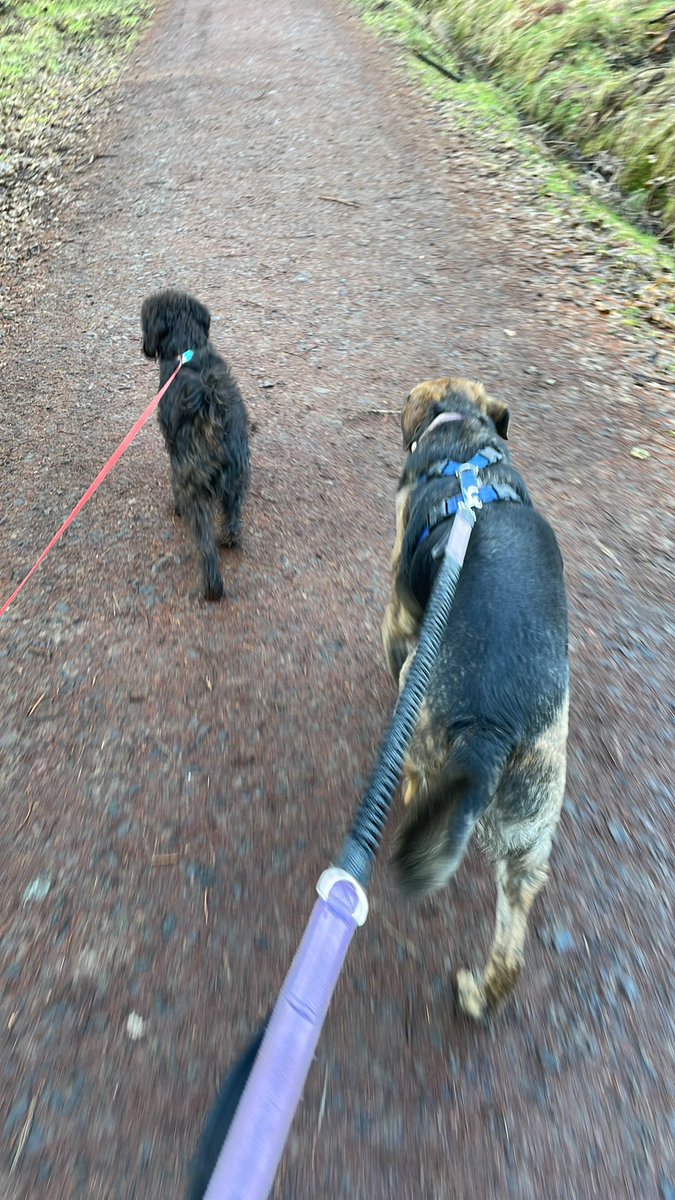 onairclaire's tweet image. This mornings walking buddies! #schnoodle #goldenshepherd 🚶🏻‍♀️