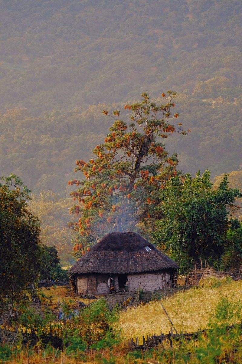 🛖  Harenna Forest 

#BaleMountains