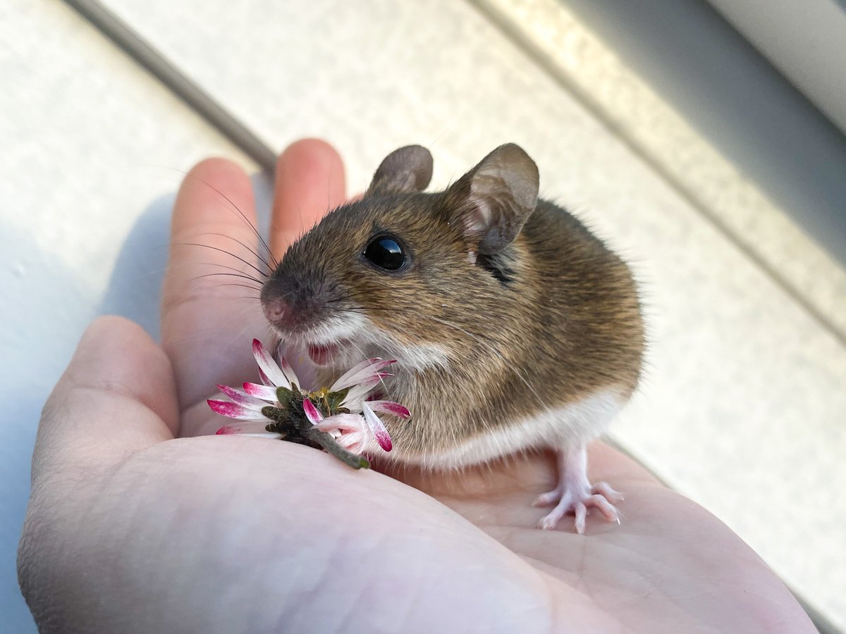 Некая совершенно бесстыжая мышб, плотоядно урча, сожрала реквизит для съёмки. На немой вопрос как бы отвечает: «нет, не стыдно, но очень вкусно!».