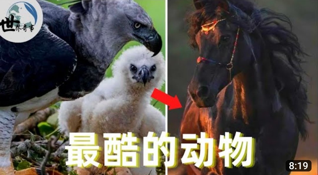 Lqu2001's tweet photo. Amazing animals 😍😍😍
https://t.co/2guTTGZgJc https://t.co/WetDW9dR8z