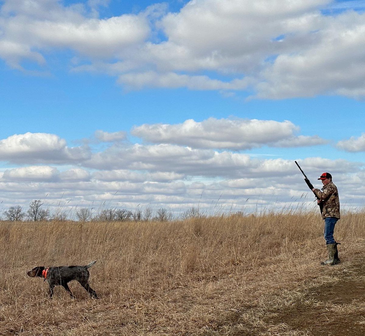 BEOUTDOORScom's tweet photo. A couple of great hunts to close out the KS bird season. #birddogs #youthhunt #wirehairedpointer #quailhunting #pheasanthunting https://t.co/NAAU32DhKl